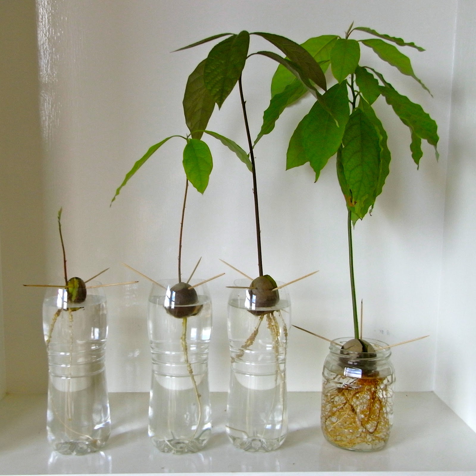 Размножение и выращивание Авокадо или Персея (Avocado Persea)
