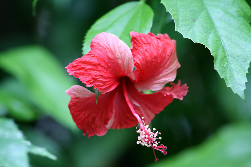 Гибискус - китайская роза Hibiscus